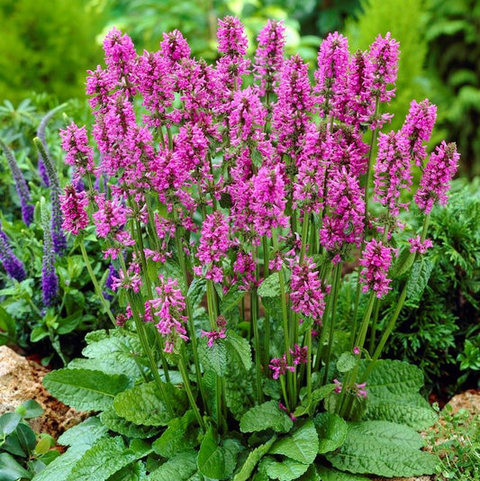 Nagyvirágú tisztesfű (Betonica hirsuta 'Hummelo' (syn.: Stachys monieri))