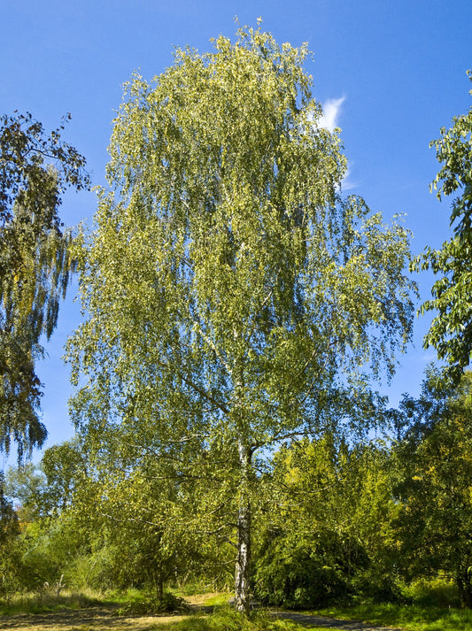 Közönséges nyírfa (Betula pendula)