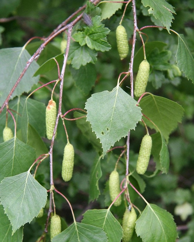 Közönséges nyírfa (Betula pendula)