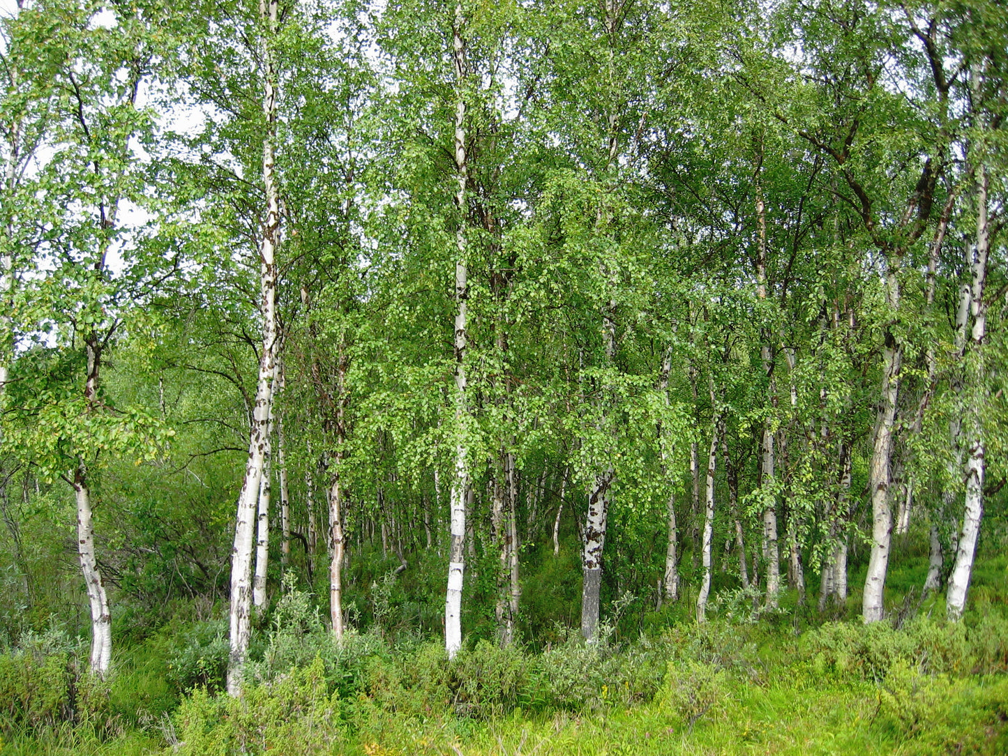 Közönséges nyírfa (Betula pendula)