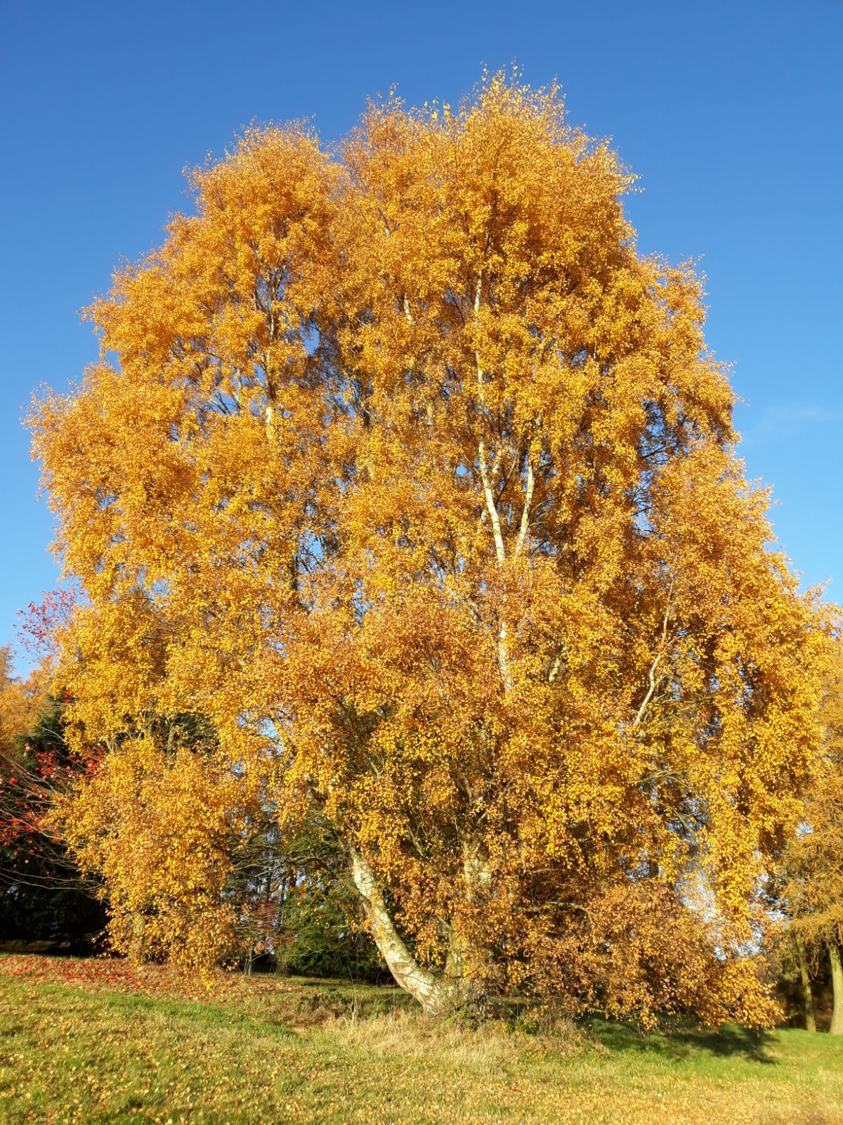 Közönséges nyírfa (Betula pendula)