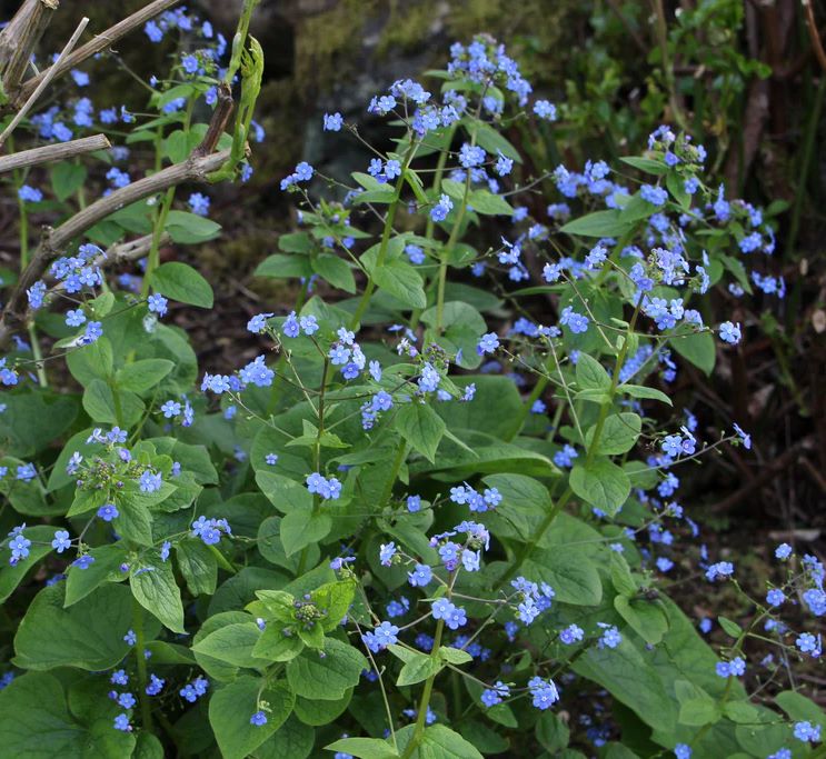 Kaukázusi nefelejcs (Brunnera macrophylla)