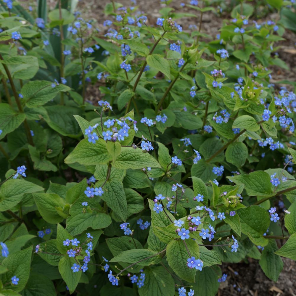 Kaukázusi nefelejcs (Brunnera macrophylla)