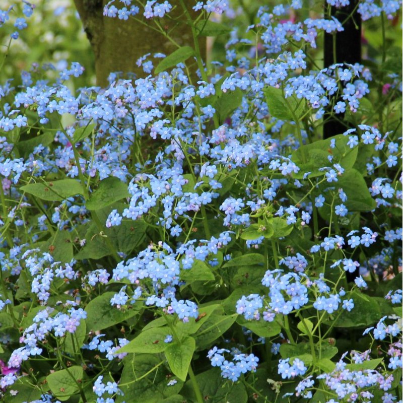 Kaukázusi nefelejcs (Brunnera macrophylla)