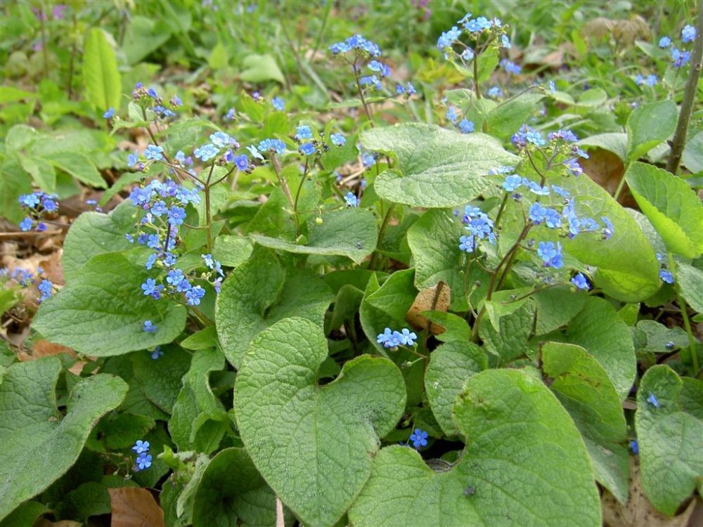 Kaukázusi nefelejcs (Brunnera macrophylla)