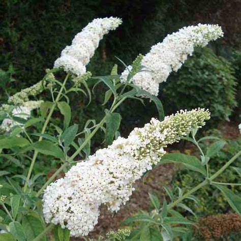 Nyáriorgona (Buddleia davidii 'White Profusion')