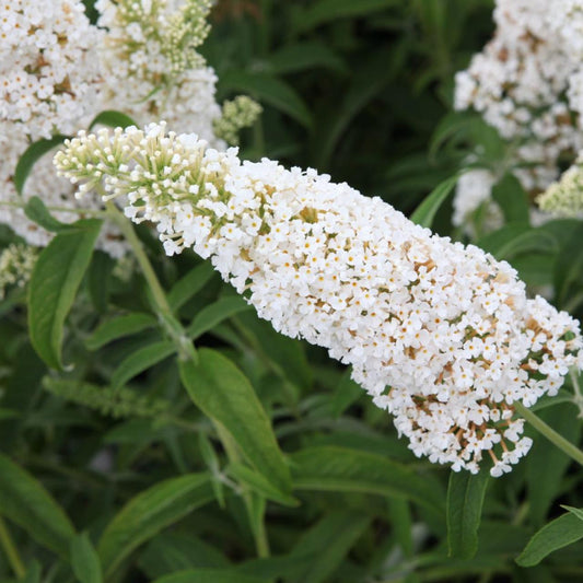 Nyáriorgona (Buddleia davidii 'White Profusion')