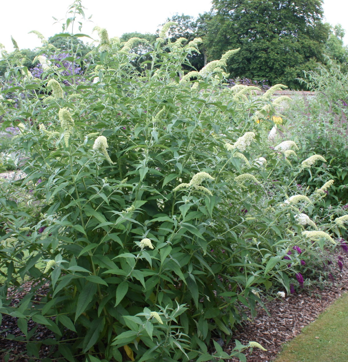 Nyáriorgona (Buddleia davidii 'White Profusion')