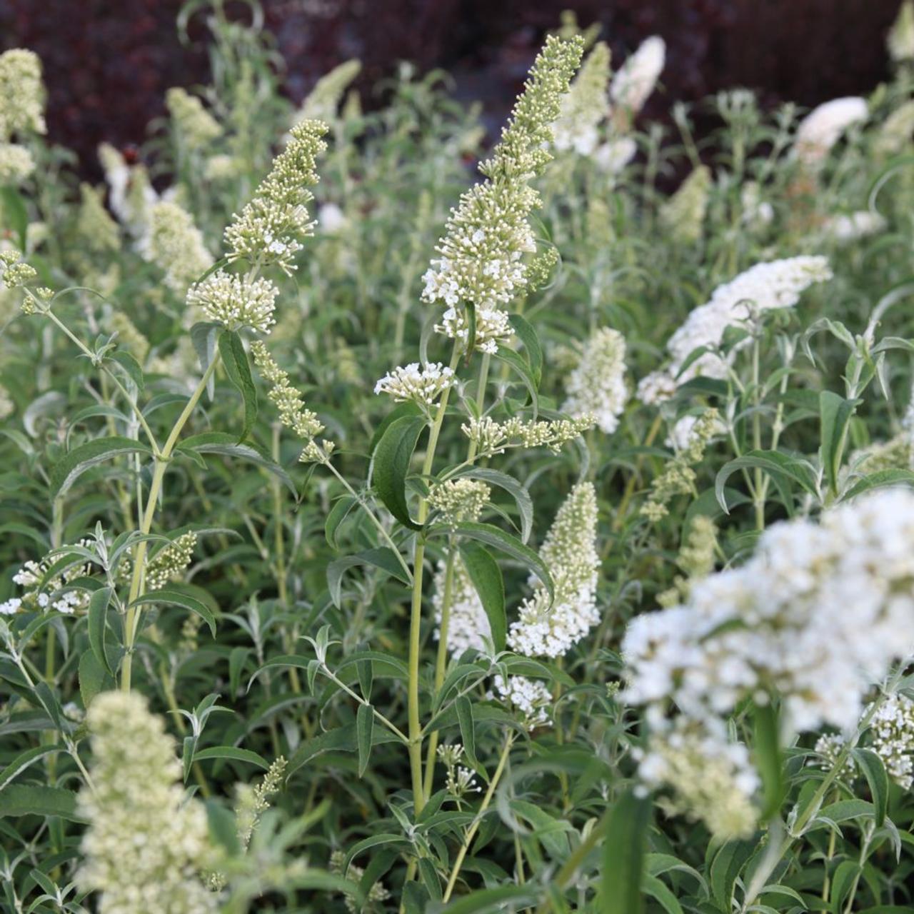 Nyáriorgona (Buddleia davidii 'White Profusion')