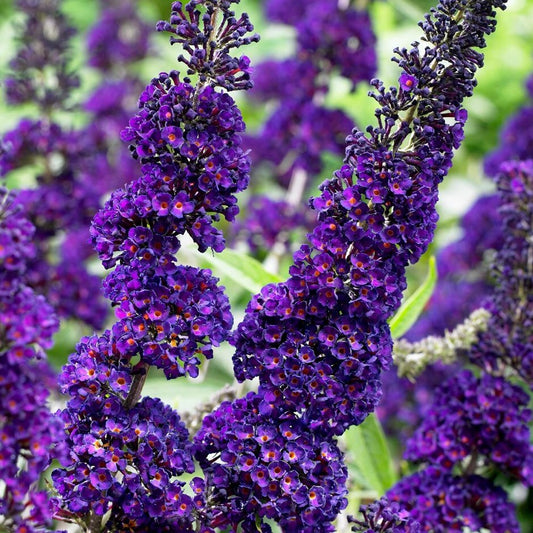 Nyáriorgona (Buddleia davidii 'Black Knight')