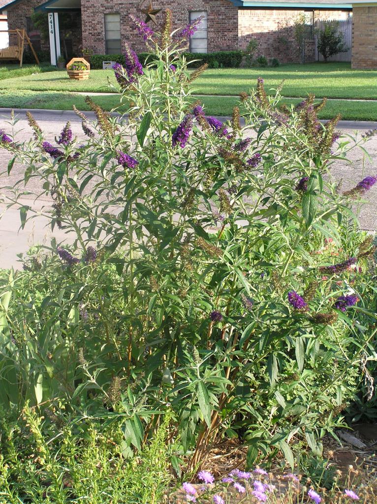 Nyáriorgona (Buddleia davidii 'Black Knight')