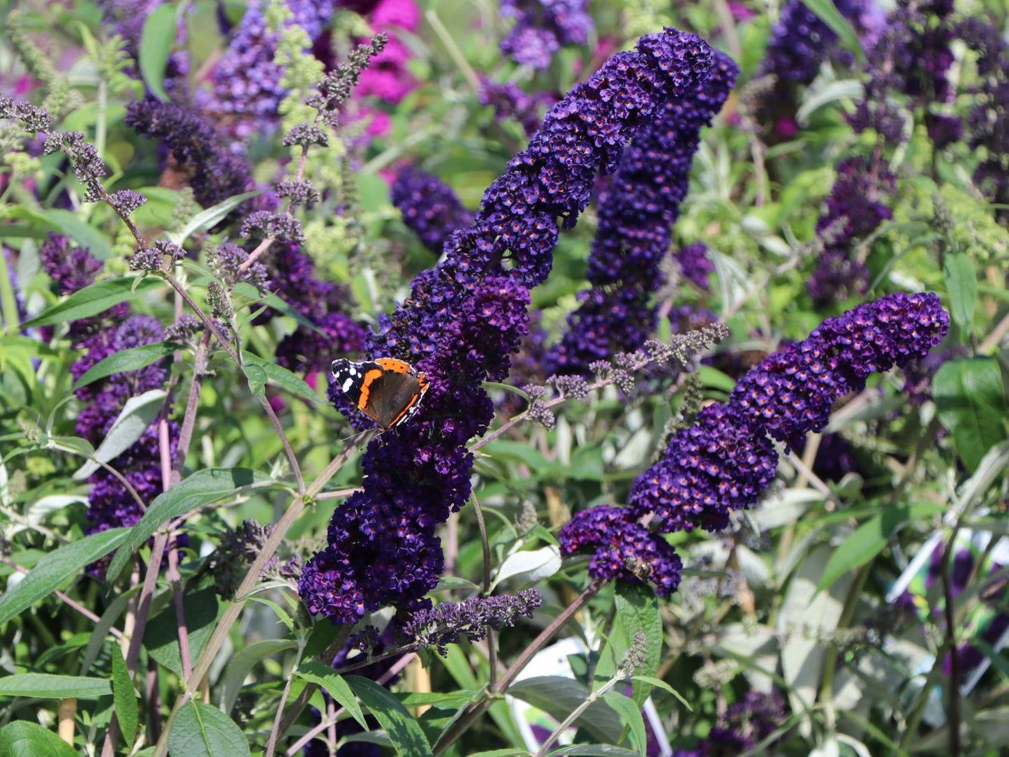 Nyáriorgona (Buddleia davidii 'Black Knight')