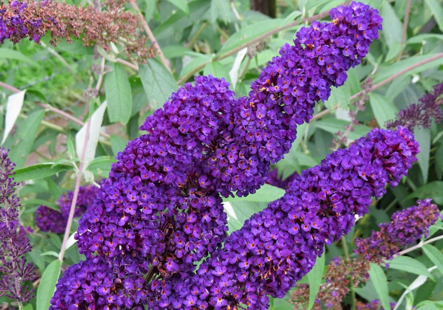 Nyáriorgona (Buddleia davidii 'Black Knight')