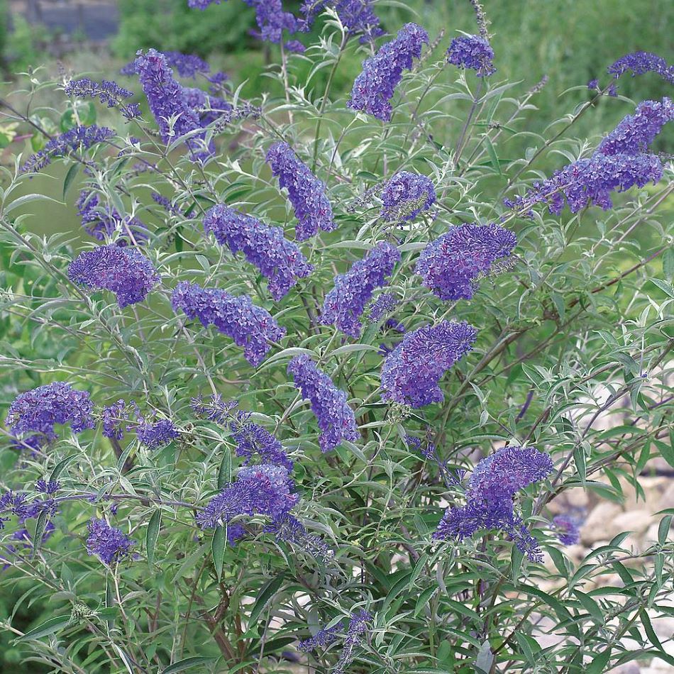 Nyáriorgona (Buddleia davidii 'Nanho Blue')