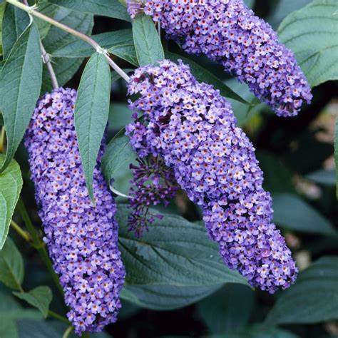 Nyáriorgona (Buddleia davidii 'Nanho Blue')