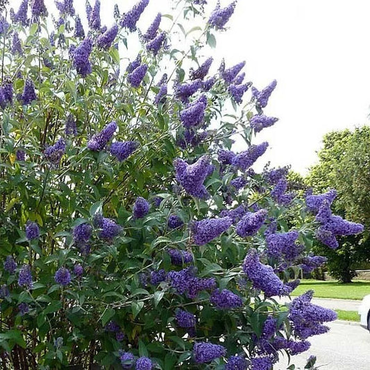 Nyáriorgona (Buddleia davidii 'Nanho Blue')