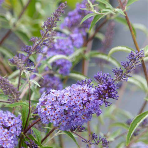 Nyáriorgona (Buddleia davidii 'Nanho Blue')