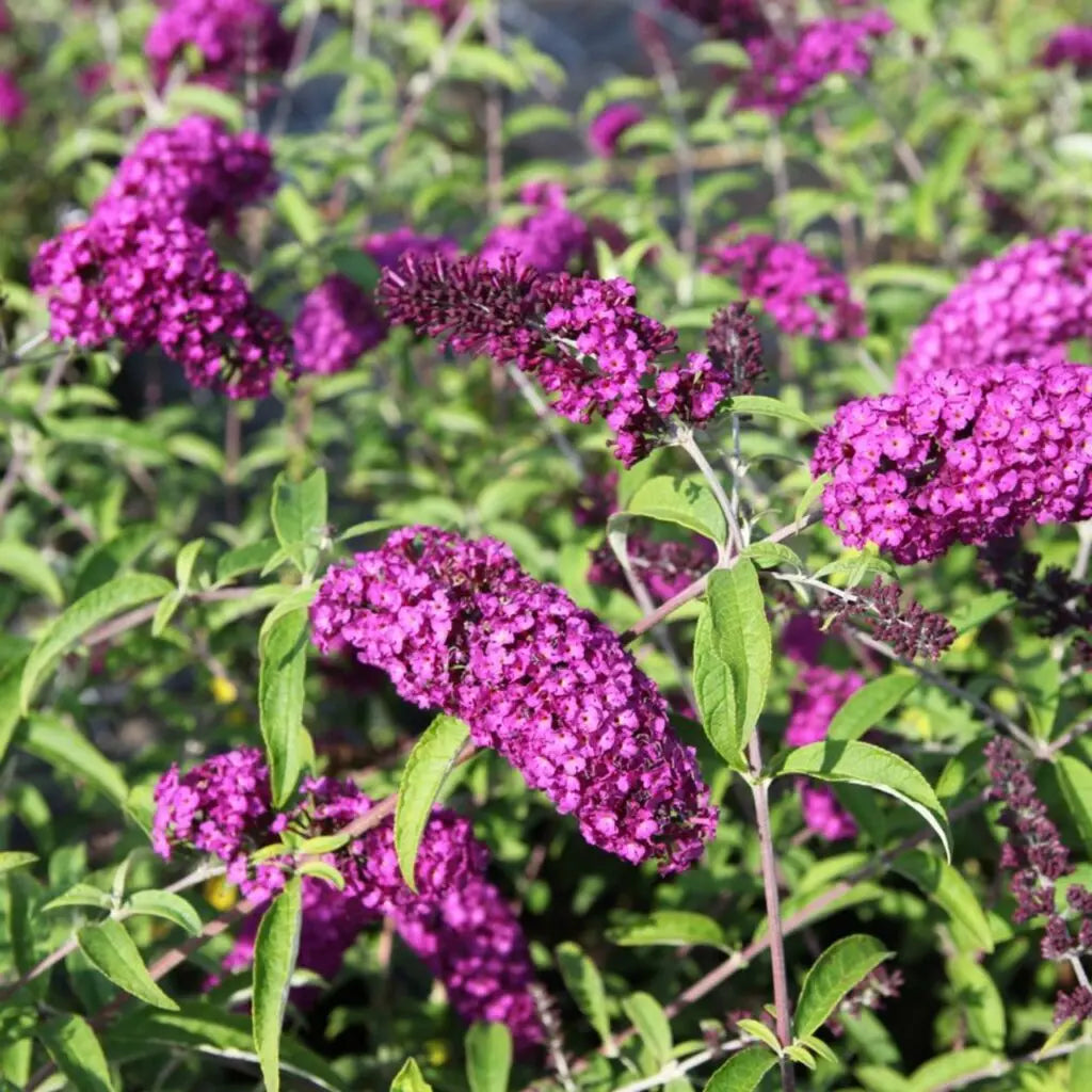 Nyáriorgona (Buddleia davidii 'Royal Red')