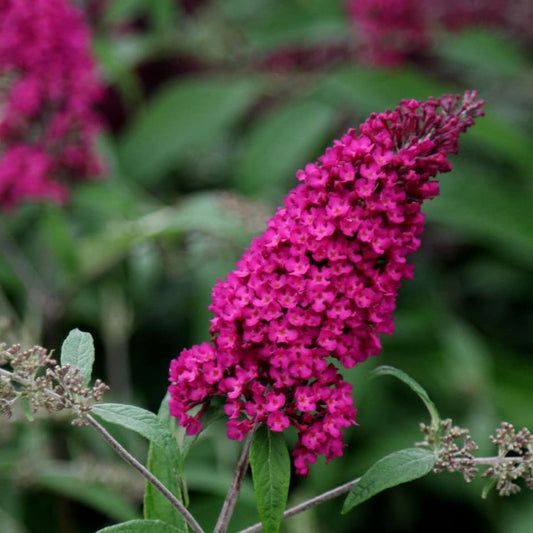 Nyáriorgona (Buddleia davidii 'Royal Red')