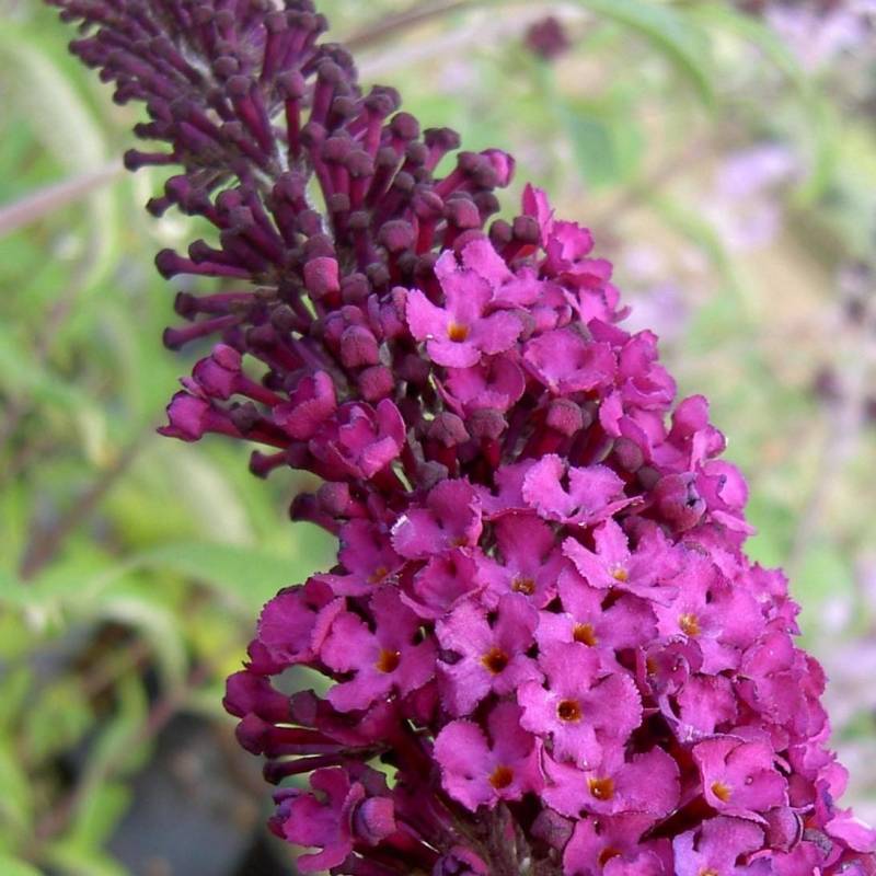 Nyáriorgona (Buddleia davidii 'Royal Red')