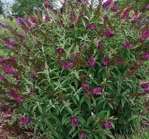 Nyáriorgona (Buddleia davidii 'Royal Red')