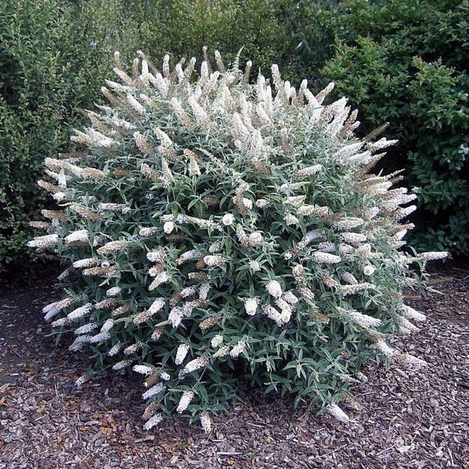 Nyáriorgona (Buddleia davidii 'White Ball')