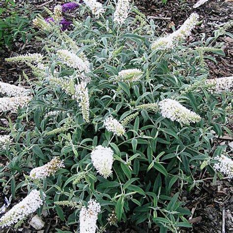 Nyáriorgona (Buddleia davidii 'White Ball')