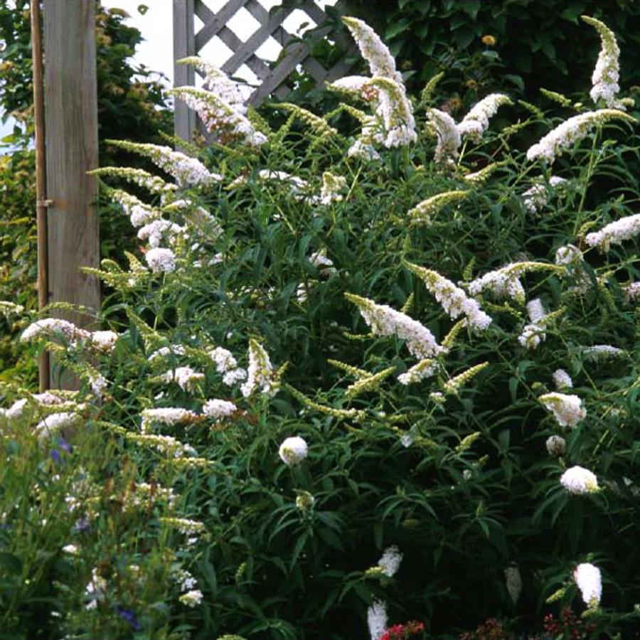 Nyáriorgona (Buddleia davidii 'White Ball')