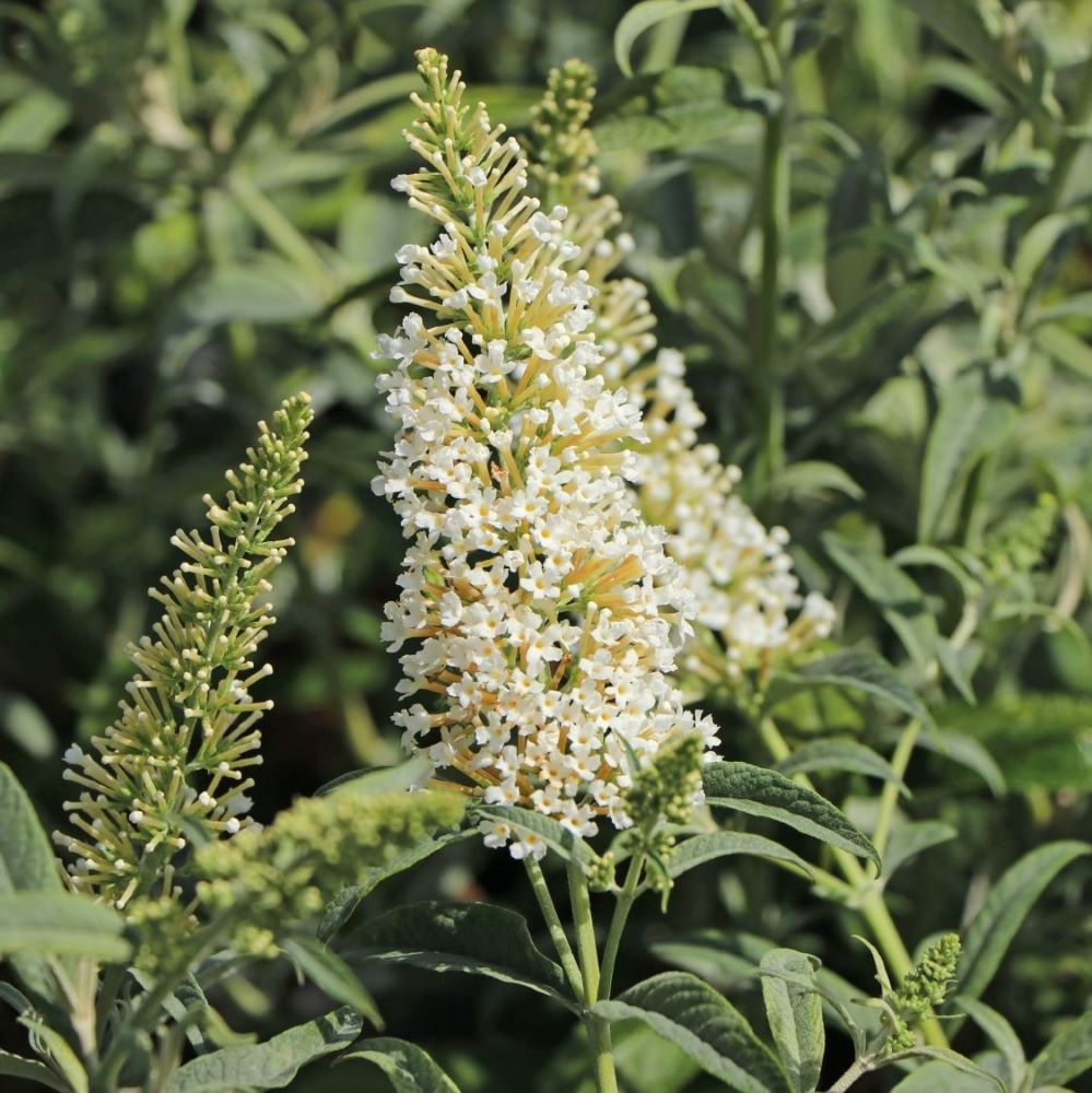 Nyáriorgona (Buddleia davidii 'White Ball')