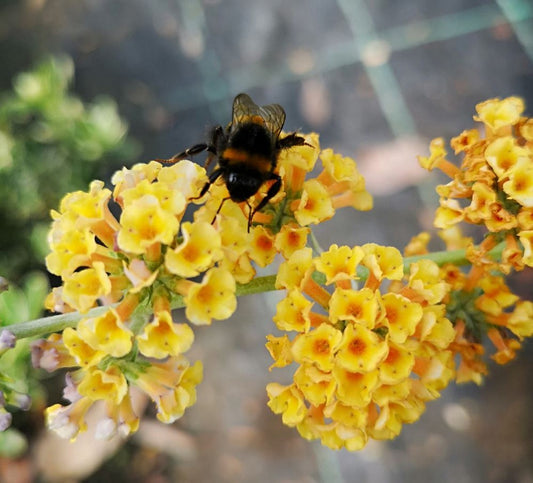 Nyáriorgona (Buddleia x weyeriana 'Sungold')