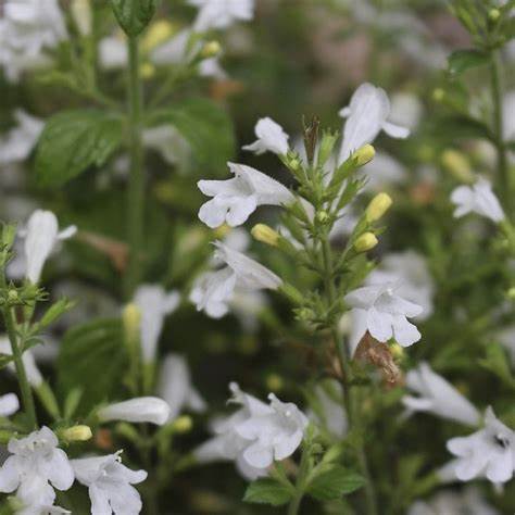 Mirigyes pereszlény (Calamintha nepeta 'Marvelette White')