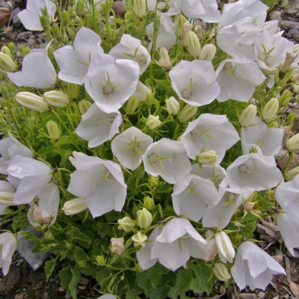 Kárpáti harangvirág (Campanula carpatica 'Carillon White')