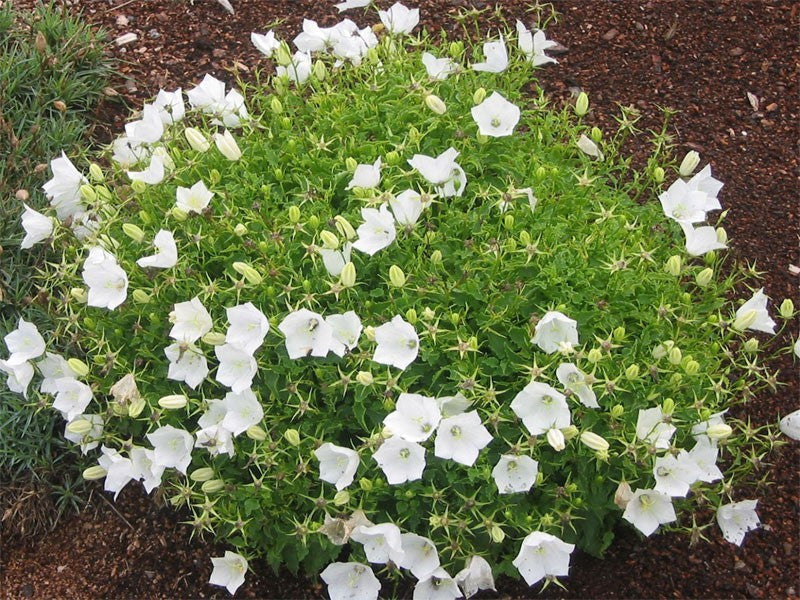 Kárpáti harangvirág (Campanula carpatica 'Carillon White')