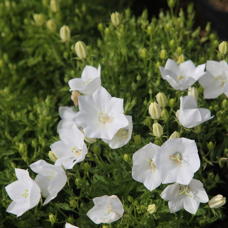 Kárpáti harangvirág (Campanula carpatica 'Carillon White')