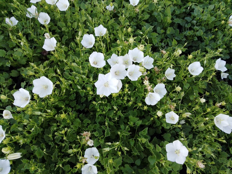 Kárpáti harangvirág (Campanula carpatica 'Carillon White')