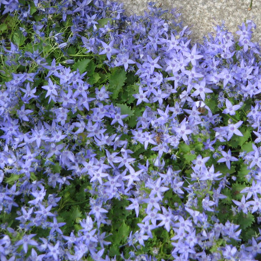 Garganói harangvirág (Campanula garganica)