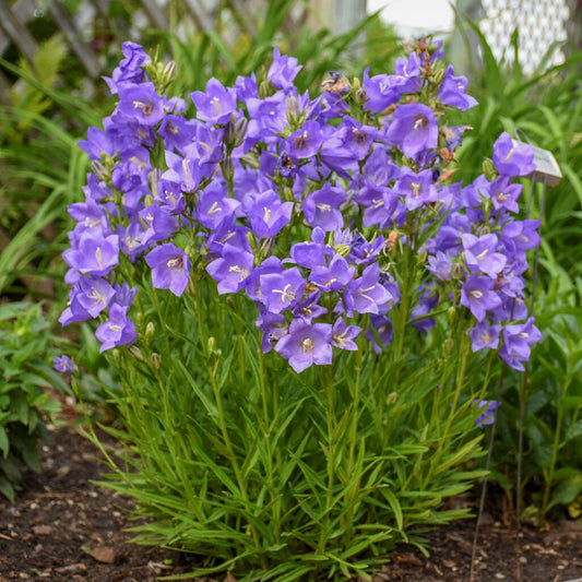 Baracklevelű harangvirág (Campanula persicifolia 'Takion Blue')