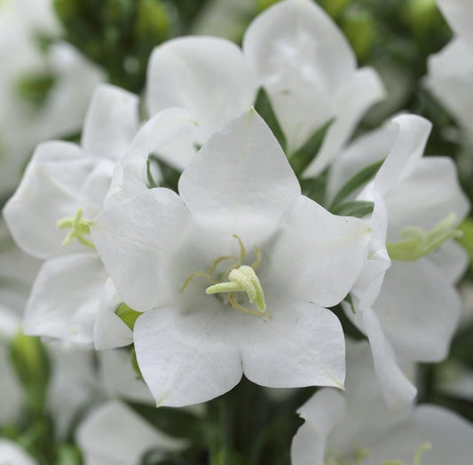 Baracklevelű harangvirág (Campanula persicifolia 'Takion White')