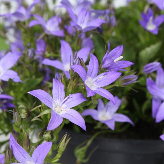 Balkáni harangvirág (Campanula poscharskyana 'Stella')