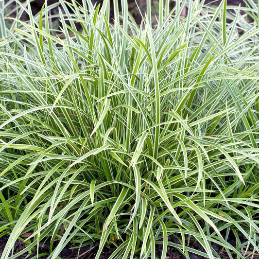 Tarka sás (Carex morrowii 'Ice Dance')