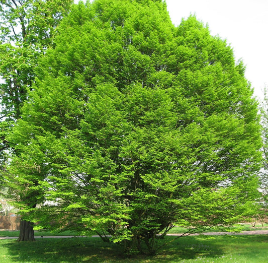 Közönséges gyertyán (Carpinus betulus)