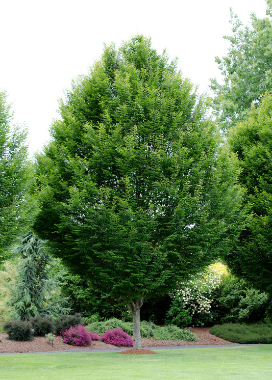 Oszlopos növekedésű gyertyán (Carpinus betulus 'Fastigiata')