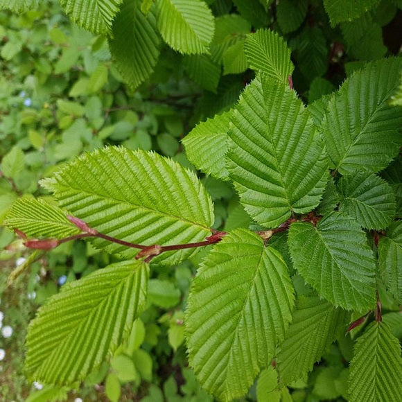 Oszlopos növekedésű gyertyán (Carpinus betulus 'Fastigiata')