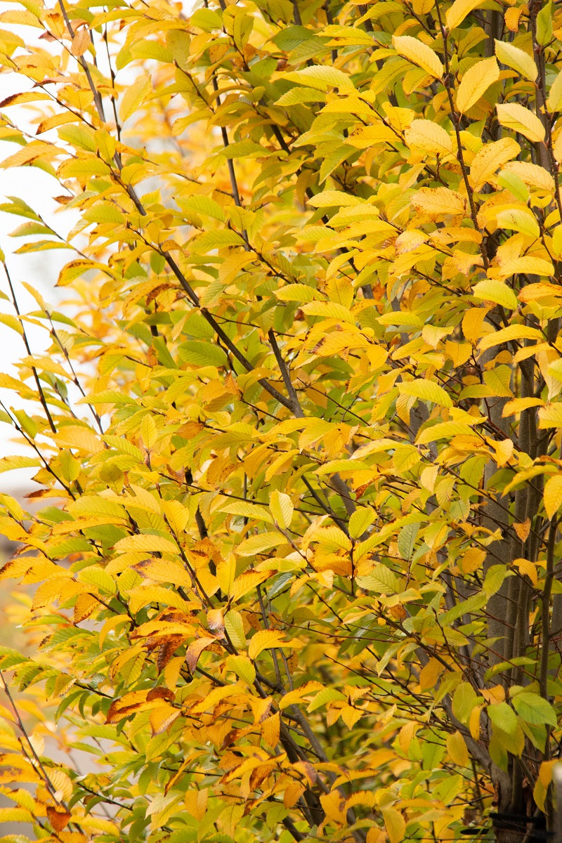 Oszlopos növekedésű gyertyán (Carpinus betulus 'Fastigiata')