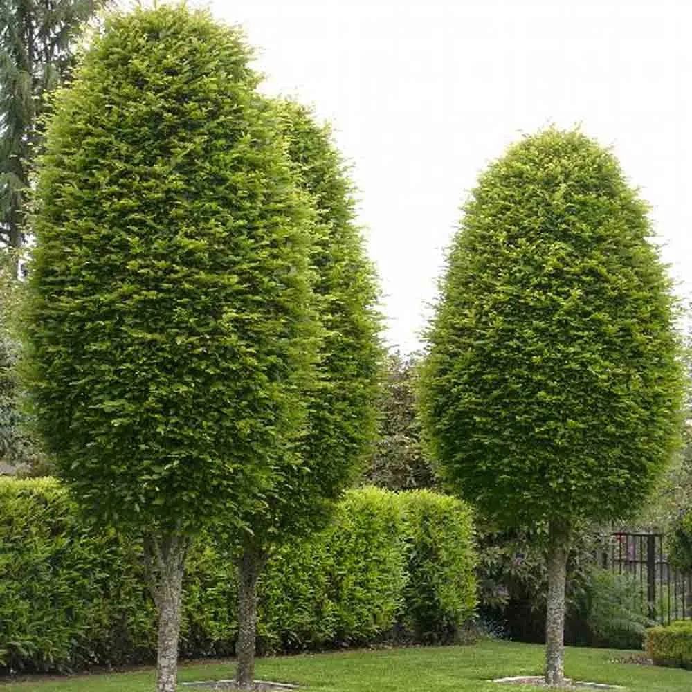 Oszlopos növekedésű gyertyán (Carpinus betulus 'Fastigiata')