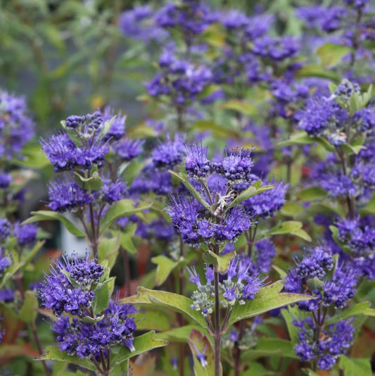 Angol kékszakáll (Caryopteris clandonensis 'Grand Bleu')