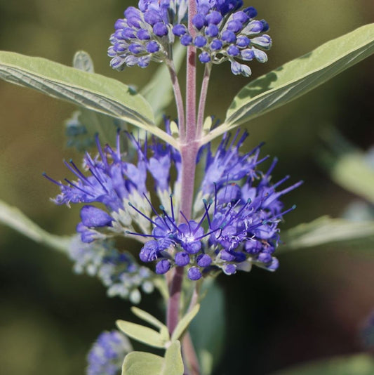 Angol kékszakáll (Caryopteris clandonensis 'Kew Blue')