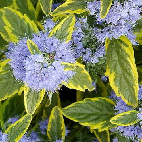 Angol kékszakáll (Caryopteris clandonensis 'Summer Sorbet')