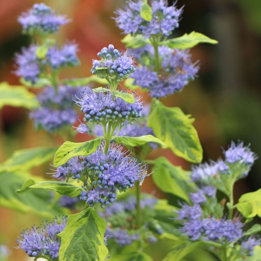 Angol kékszakáll (Caryopteris clandonensis 'Summer Sorbet')