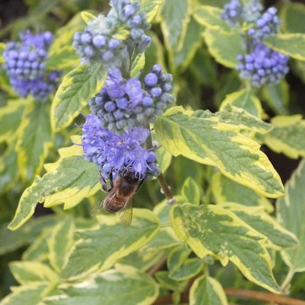 Angol kékszakáll (Caryopteris clandonensis 'Summer Sorbet')